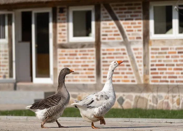 Reethus 22 Loft 2 Appartement Timmendorfer Strand